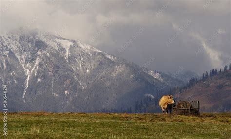 Krowa mleczna na tle gór. Stock Photo | Adobe Stock