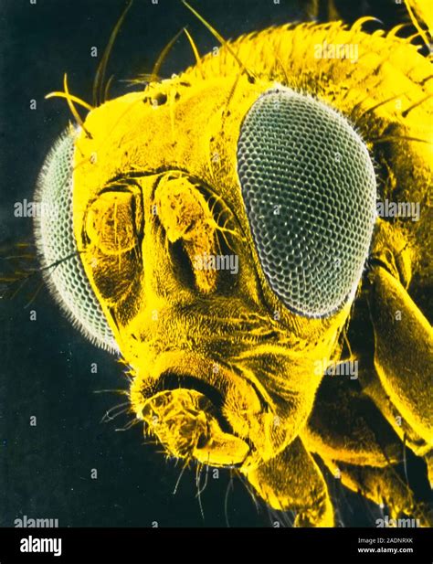 False Colour Scanning Electron Micrograph Sem Of The Head Of The