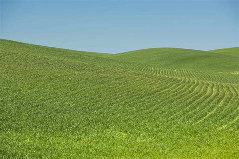 Mixed Cropping Agriculture Technique