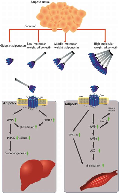 Adiponectin Can Activate AMPK And PPAR In Liver And Skeletal Muscle