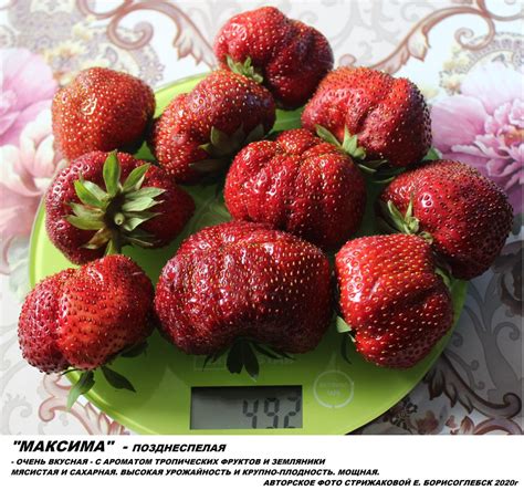 Клубника Сорт Максим Фото – Telegraph