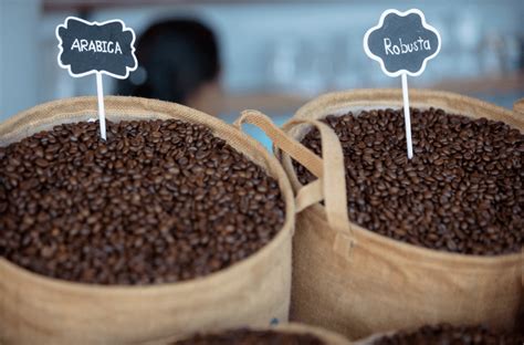 9 Best Chicory Coffee Brands To Try 2024