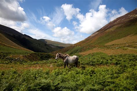 Top 5 Snowdonia activities - Sheepskin