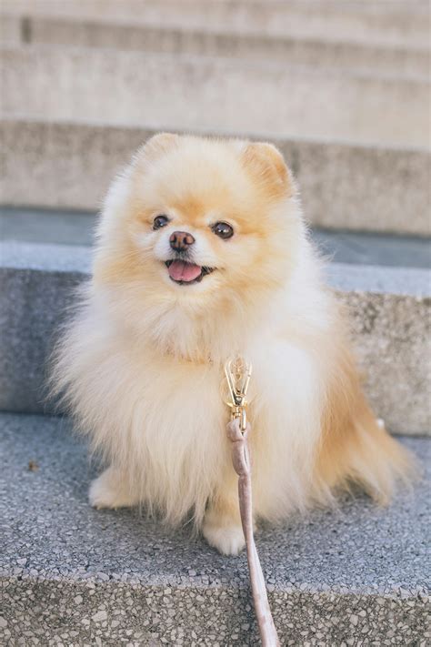 The Rainbow Of Pomeranian Colors A Detailed Overview