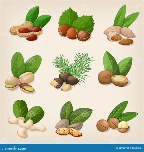 Set Of Vector Various Nuts Vector Illustration Stock Vector