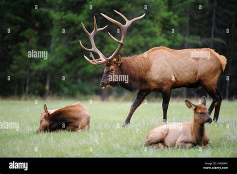 Cow mating hi-res stock photography and images - Alamy