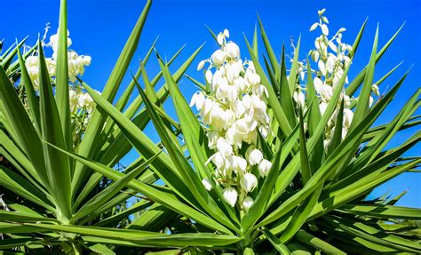 Yucca Plant Care And Growing Tips Uk