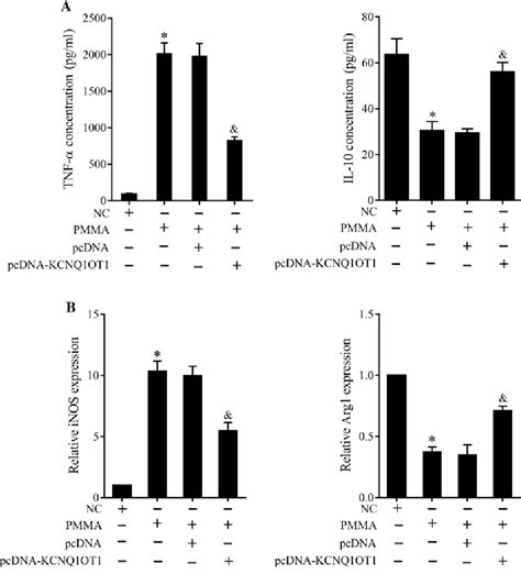 Figure 1 From LncRNA KCNQ1OT1 Ameliorates Particle Induced Osteolysis