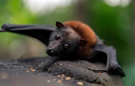 Are Bats Mammals? The Science Behind the Wings