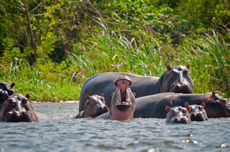 Pablo Escobar's Hippos Are Thriving in Colombia and Wreaking Havoc With ...