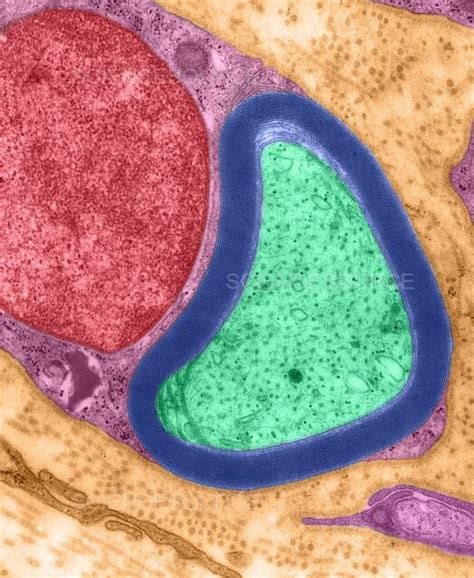 Photograph Myelinated Nerve And Schwann Cell Science Source Images