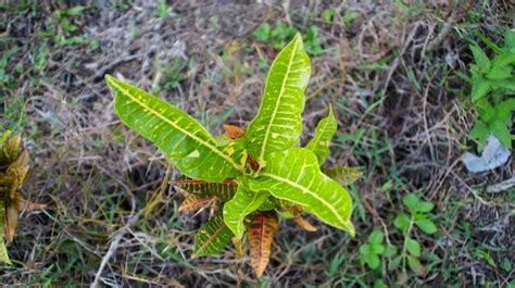 Premium Photo Variegated Garden Croton Colorful Plant