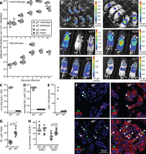 The Spread Of GO MCMV In Pups Is Quantitatively Impaired A BALB C