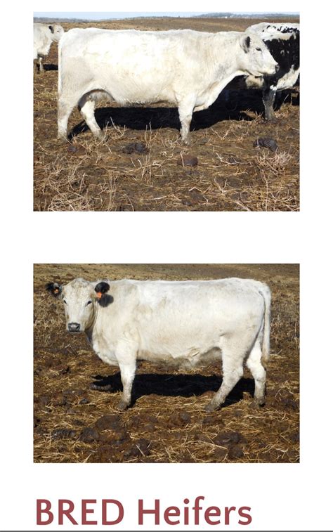 British White Cattle for Sale – British White Cattle Association of America