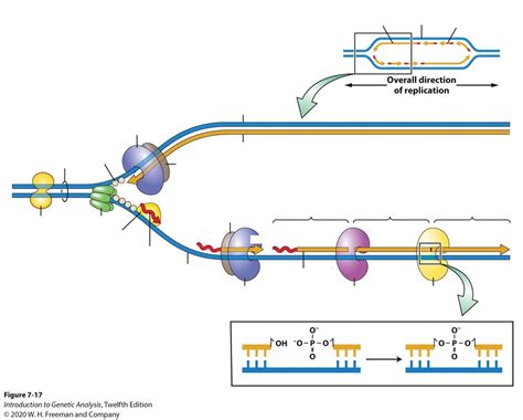 DNA Replication Diagram Diagram | Quizlet