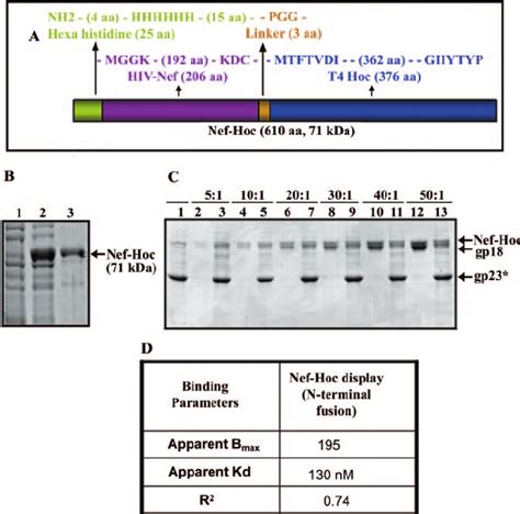 Display Of HIV Nef Nef Sequence Was Fused In Frame To The N Terminus