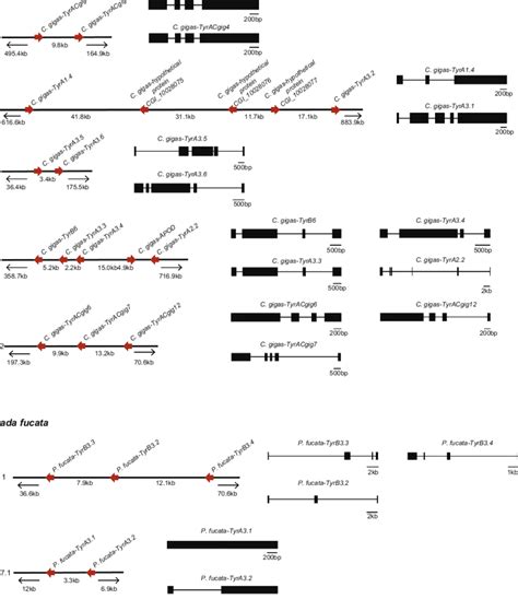 Tyrosinase gene clusters in C. gigas and P. fucata. Scaffolds... | Download Scientific Diagram