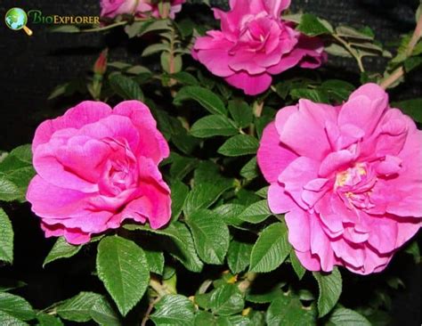 Beach Rose | Rosa rugosa | Japanese Flower | BioExplorer