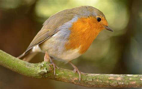 Free Photo Robin Anna Bird Wildlife Animal Free Image On Pixabay