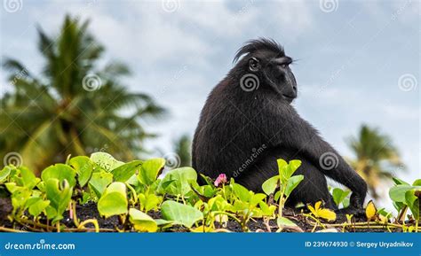 The Celebes Crested Macaque. Crested Black Macaque, Sulawesi Crested ...