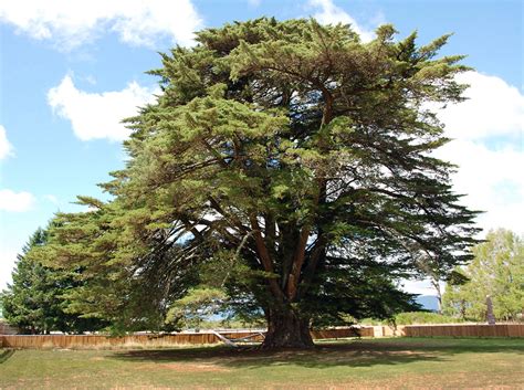 Cupressus macrocarpa | Landscape Plants | Oregon State University