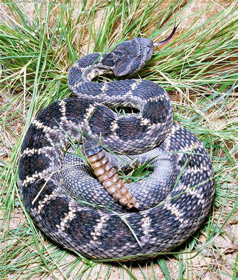 Crotalus viridis - Monaco Nature Encyclopedia