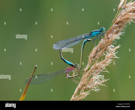 Two Dragonflies Mating Hi Res Stock Photography And Images Alamy