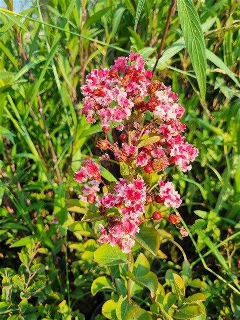 Lagerstroemia indica oya ağacı Berlingot Menthe