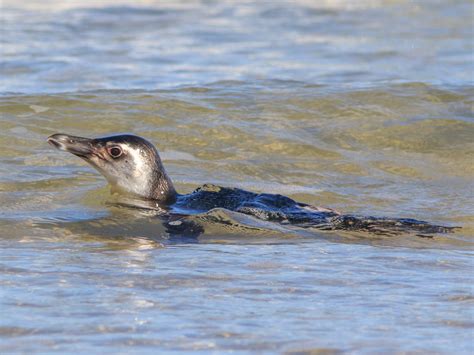 Magellanic Penguin Swimming