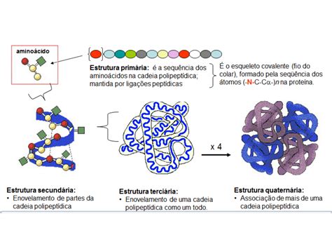 Estrutura Primária Secundária Terciária E Quaternária
