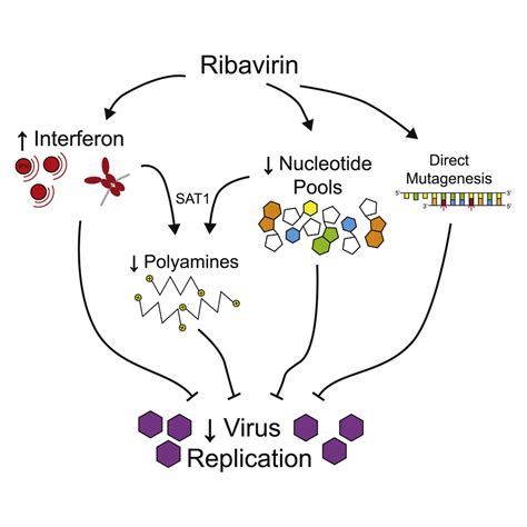 Ribavirin Induces Polyamine Depletion Via Nucleotide Depletion To Limit