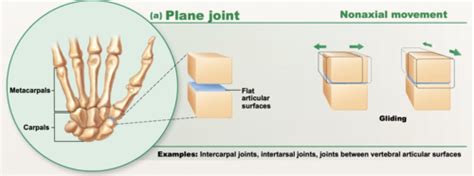 Aandp 1 6 Types Of Synovial Joints Flashcards Quizlet