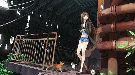 Hd Wallpaper Anime Girls Cat Jean Shorts Short Shorts Wallpaper Flare