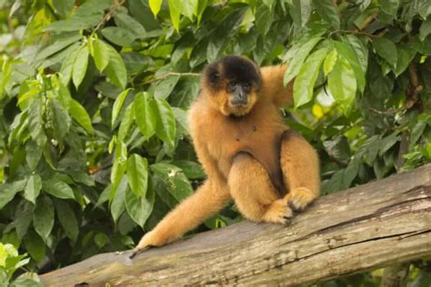 20 Species Of Gibbon - Worldwide Nature