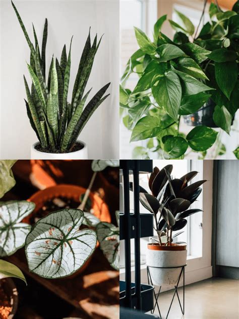 A List Of Common Houseplants That Are Toxic To Pets Story House Fur