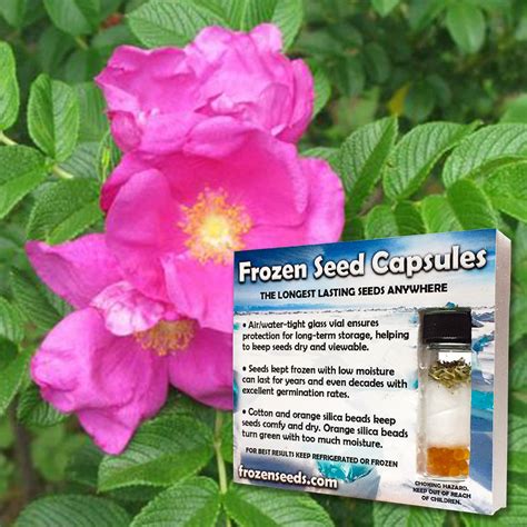 Japanese Rose Seeds (Rosa rugosa rubra) – Frozen Seed Capsules™