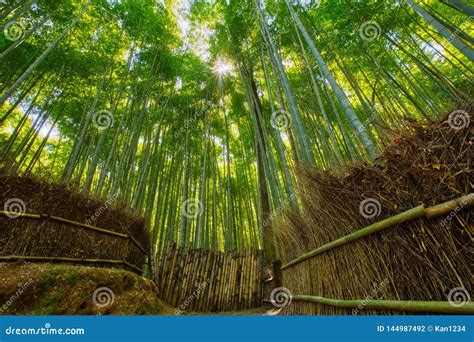 Bamboo Forest And Walking Path In Arashiyama Kyoto Japan Stock Photo