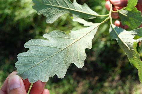 Quercus Alba White Oak New York Plants Hq