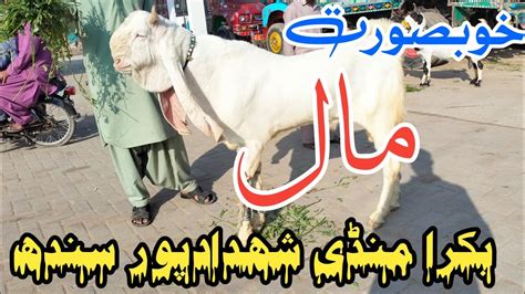 Bakra Mandi Shahdadpur Latest Market Update Date 20 3 2023 YouTube