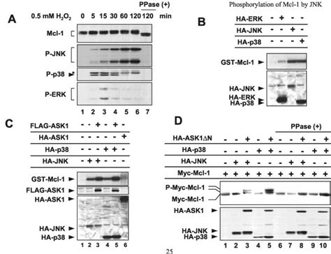 Phosphorylation Of Mcl 1 By Jnk And P38 A H 2 O 2 Induced Mcl 1 Download Scientific Diagram