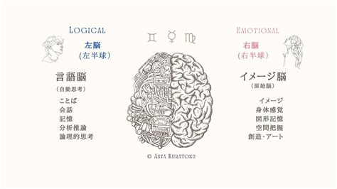 右脳と左脳、あなたはどっちを優位に使っていますか？ ホリスティック占星術 倉徳アーニャ 赤緯占星術レッスン 龍頭図鑑定 ドラコニック占星術鑑定