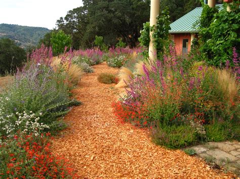 California Drought Tolerant Plants For Trees