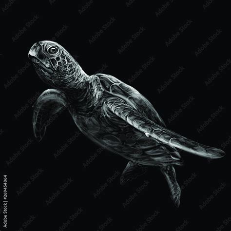 Sea turtle. Realistic, artistic, black and white drawing of a sea ...