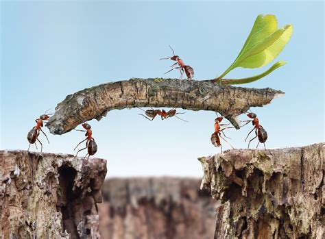 Do Ants Think? Yes, They Do — But They Think Like Computers | Mind Matters