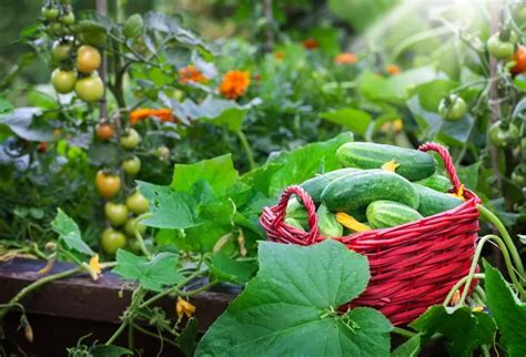 Que Planter C T Des Courgettes Suivez Nos Conseils