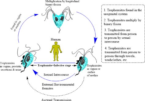 Trichomonas Vaginalis Life Cycle