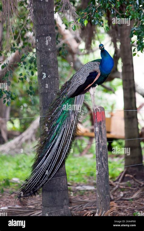 A Vertical Shot Of Colorful Peacock Standing On Wooden Fence Stock