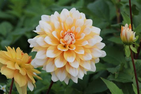 Dahlia ‘seattle Meeuwissen Voorhout Bloembollen Specialist In