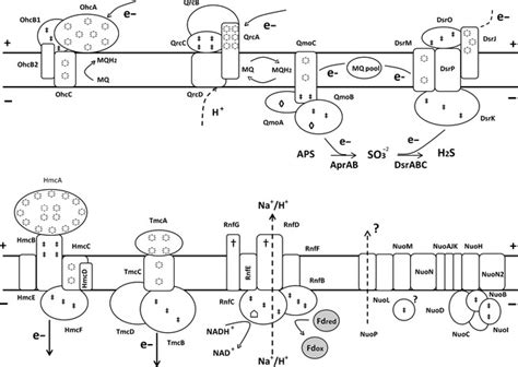 Schematic Representation Of Membrane Bound Electron Transfer Complexes Download Scientific