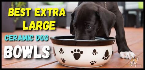 10 Best Extra Large Ceramic Dog Bowls (Unbreakable)